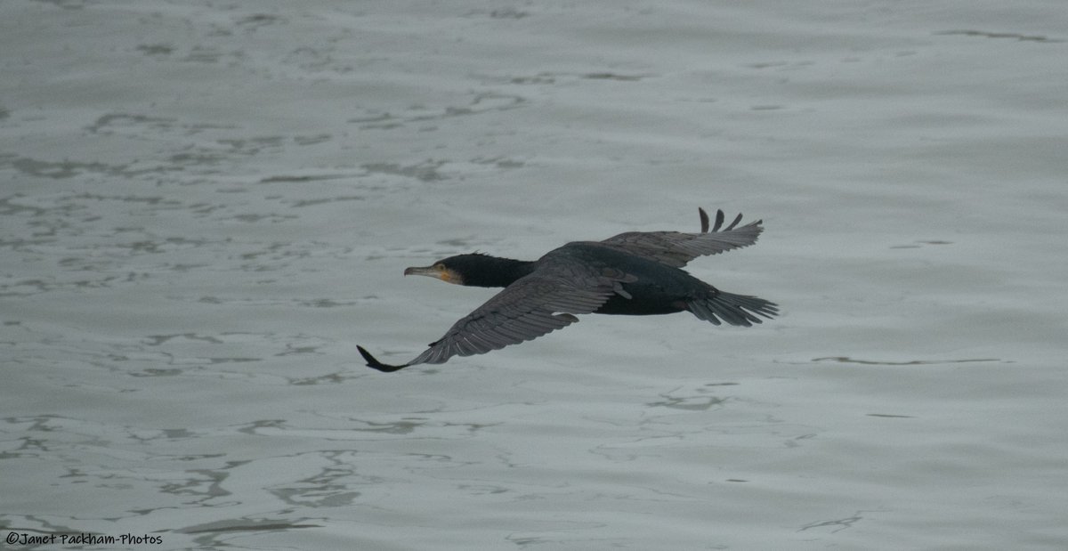 JanetMPackham💙 tweet media