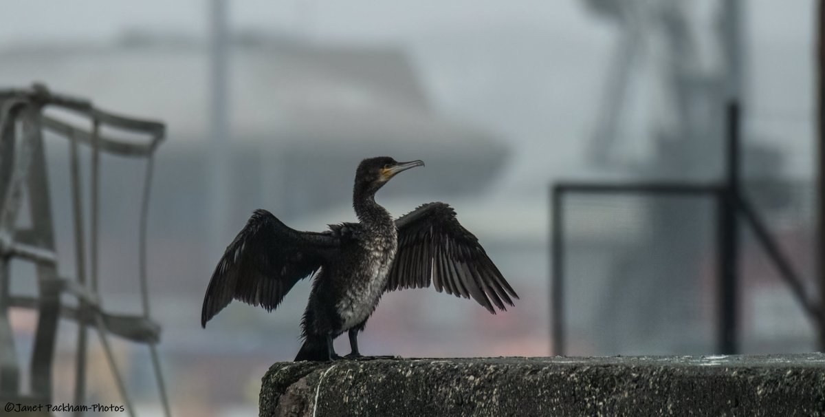 Cormorant at Heysham harbour. <a href="/Lancswildlife/">Lancashire Wildlife Trust</a> <a href="/WildlifeTrusts/">The Wildlife Trusts</a>