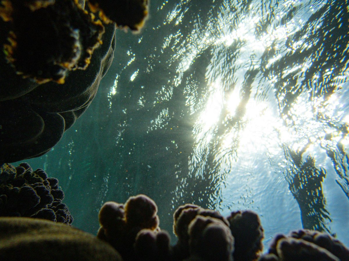 frogyns's tweet photo. °•.•○•.°•.#blue.°•●.•°°•.
 .•.°•.••°•.🐟⭐🐟.•°°•.•°•. https://t.co/1Fz8JUddTa