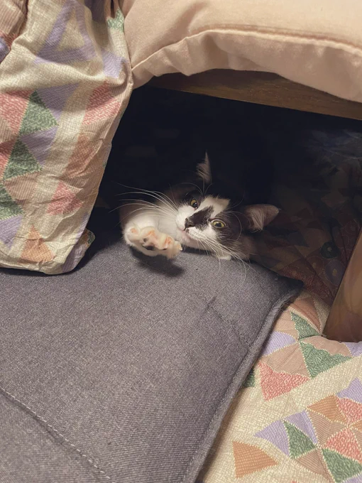 こたつ独り占め猫