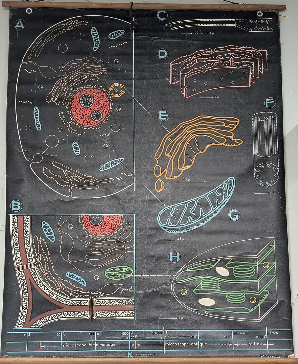 pat9277's tweet photo. #Cell I love these old posters especially when they contain historical errors (C membrane)... https://t.co/5jm6BTLzxo