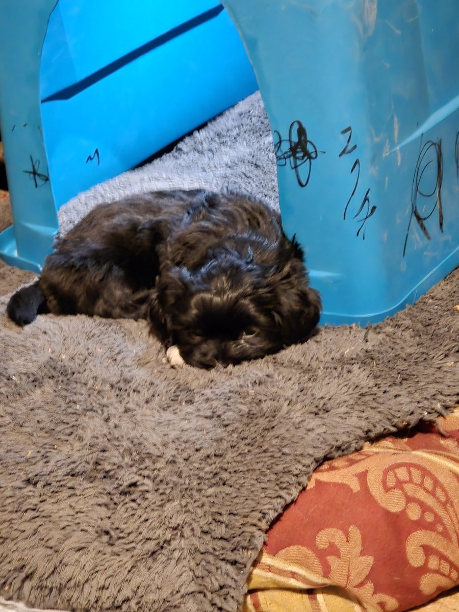 caden_dust (alt) tweet media