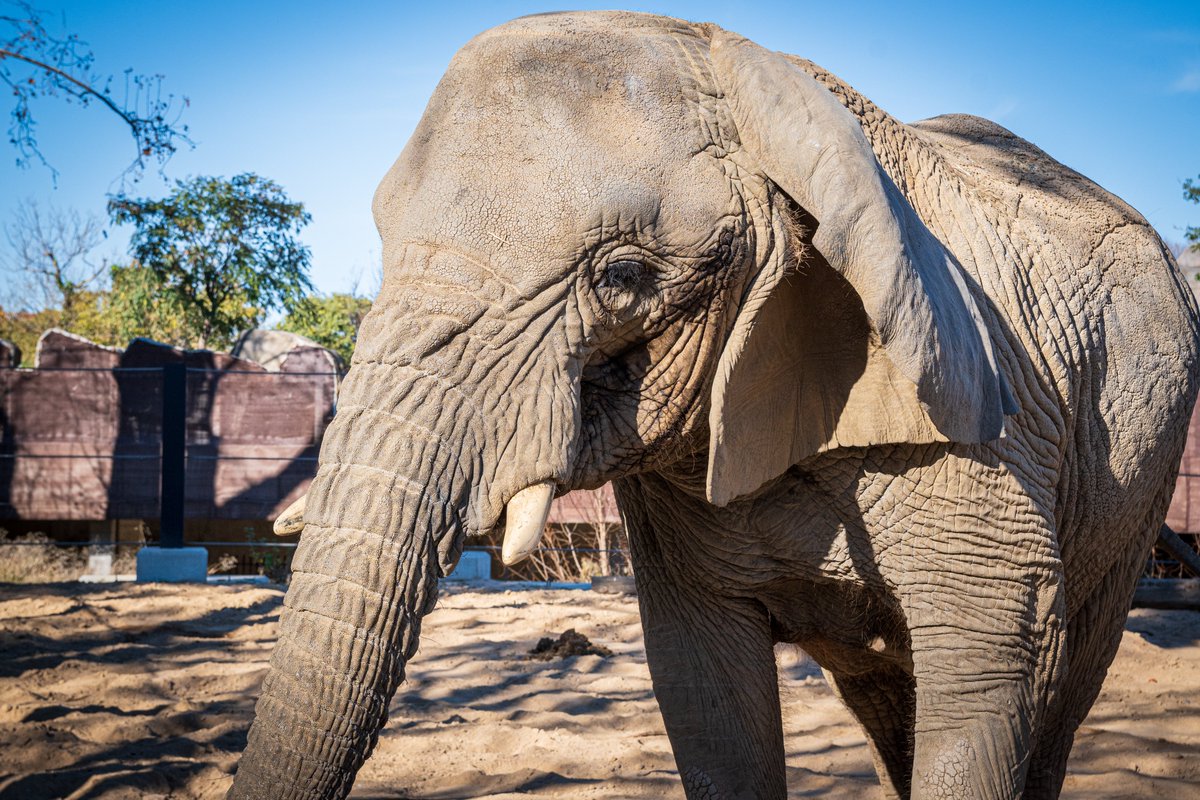 zoobarcelona (@zoobarcelona) on Twitter photo Mor la Yoyo, l’elefant africà més longeu del món 🐘.
Amb una edat estimada de 54 anys, la Yoyo ha mort aquest matí. El seu estat de salut havia empitjorat les últimes setmanes per problemes vinculats a la seva edat avançada, que ha anat evolucionant cap a un estat cada cop més Mor la Yoyo, l’elefant africà més longeu del món 🐘.
Amb una edat estimada de 54 anys, la Yoyo ha mort aquest matí. El seu estat de salut havia empitjorat les últimes setmanes per problemes vinculats a la seva edat avançada, que ha anat evolucionant cap a un estat cada cop més