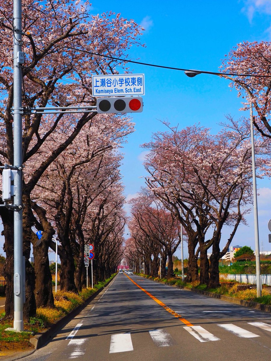 12月18日に  #海軍道路 のバイパスが
開通しました
もう 満開の桜のトンネルを通ることは
出来ません

残った桜は  #上瀬谷整備推進課 により
独自に樹木医診断され
伐採か移植かを決められるそうです
 #横浜花博中止でいいじゃん