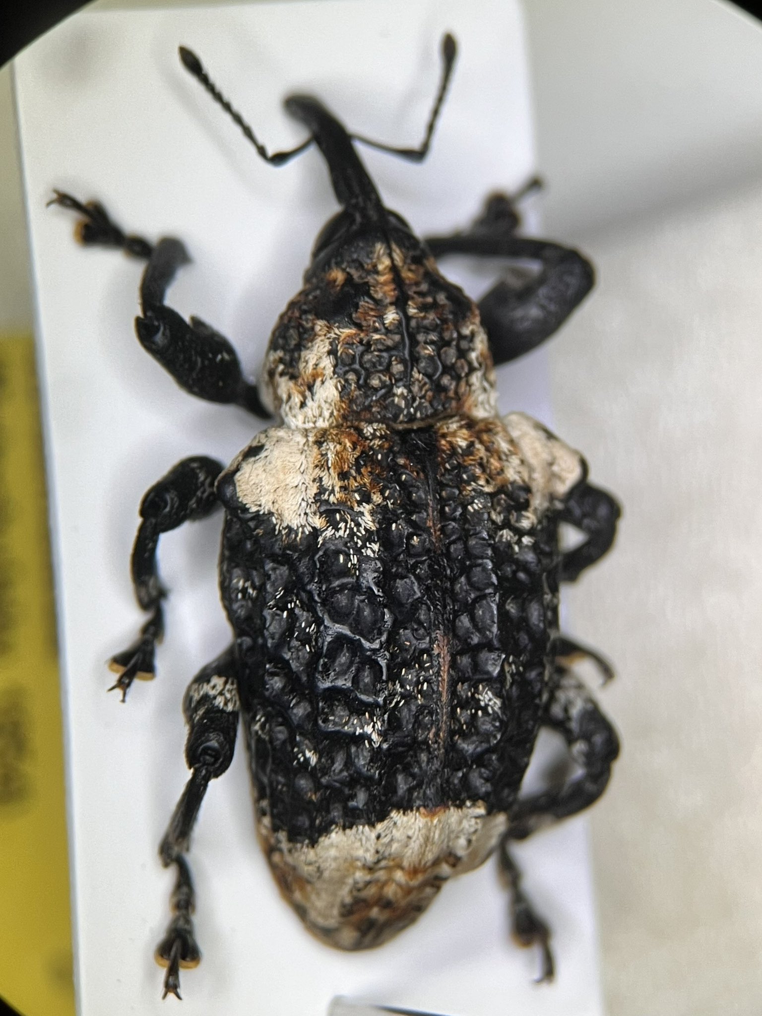 新種　極美　カタゾウムシ 最先端技術で、12の新種ゾウムシを発見 | 沖縄科学技術大学院