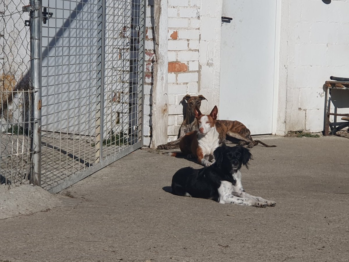 AIRA, LOKI y PÍCARA os desean un feliz fin de semana y os recuerdan que hoy es el día de los Inocentes, por si acaso alguien quiere colaros alguna pequeña trola 😜
Feliz sábado! ❤️

P.D: También recordad que tanto AIRA como LOKI siguen buscando un hogar en el albergue 🤗
#adopta