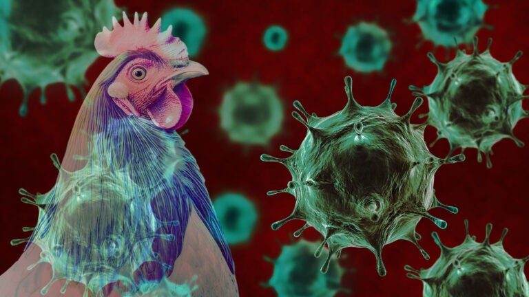 COVID19_disease's tweet photo. ⚠️ BREAKING:

New H3N3 Avian Flu Virus Found in Chicken in Northern China 🇨🇳 Sparking Health Concerns

The H3 subtype of avian influenza is one of the most widespread and dangerous, posing a serious threat to public health. https://t.co/a85n9qKrq8