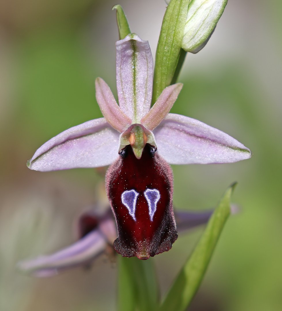 A few days left of 2024 &amp; there's still time to enter the <a href="/BSBIbotany/">BSBI: Botanical Society of Britain & Ireland</a> fundraising lottery, to win a place on our
#orchid hunting holiday in Rhodes, Greece.

Tickets are £10 each &amp; 100%  goes to the charity to fund their valuable work.  

Enter here...

bsbi.org/greenwings-hol…