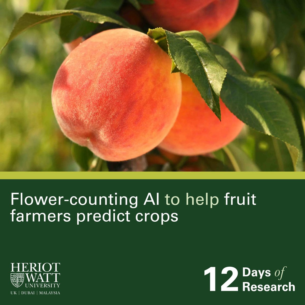 HeriotWattUni's tweet photo. A new AI system, developed in part by academics from the National Robotarium, began this year to help farmers predict harvest sizes months in advance 🌸
https://t.co/QjMq5aEq7r
#12DaysOfResearch https://t.co/CL1xMy6P2F