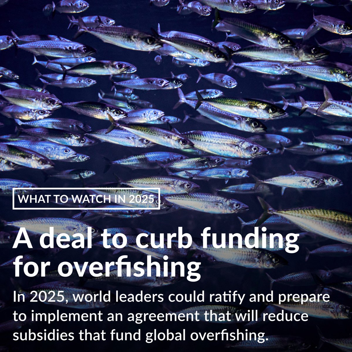 Governments pay an estimated $22 billion annually in harmful subsidies that drive overfishing and exploit fish populations beyond sustainable levels.

But next year, that can all start to change: pew.org/404523F

📸 Justin Lambert / Getty Images