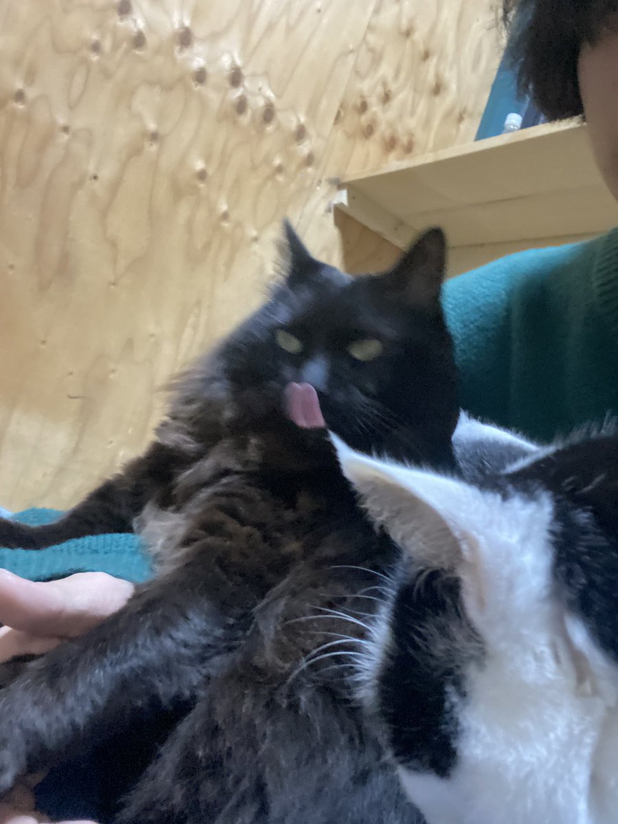 実家のねこ