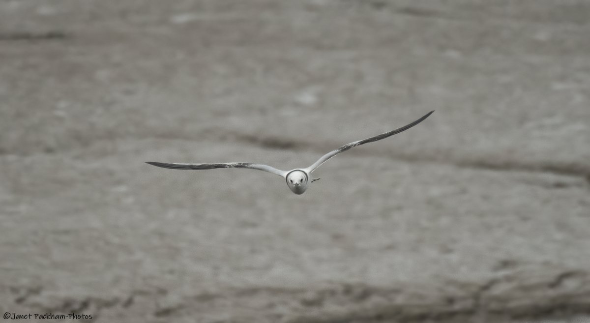 In coming Kittiwake at Heysham. <a href="/Lancswildlife/">Lancashire Wildlife Trust</a> <a href="/WildlifeTrusts/">The Wildlife Trusts</a>