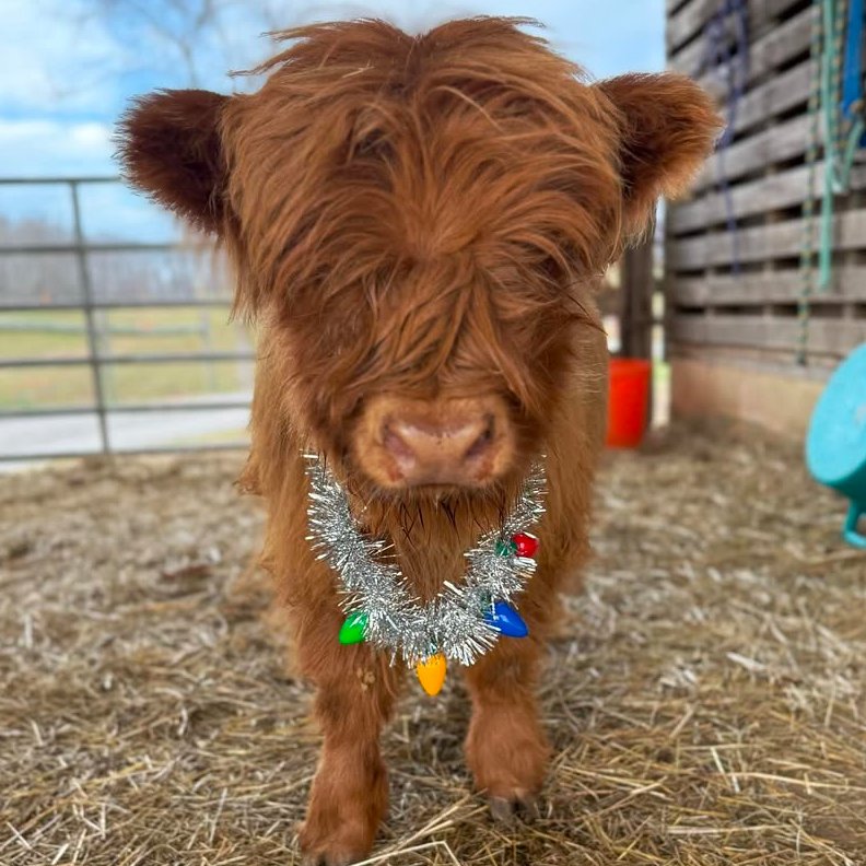 Cow of the Day🐮 tweet media