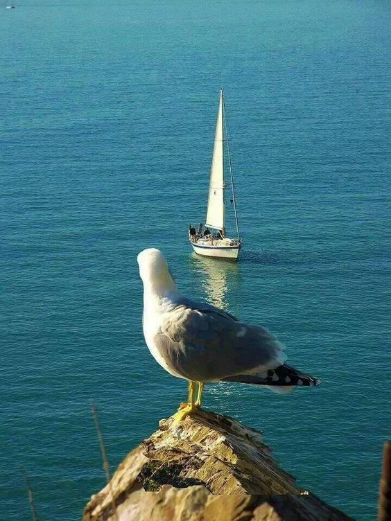 Ňishak💙Breezy｡✫˚ ⁀➷✽҉ ღ✶ tweet media