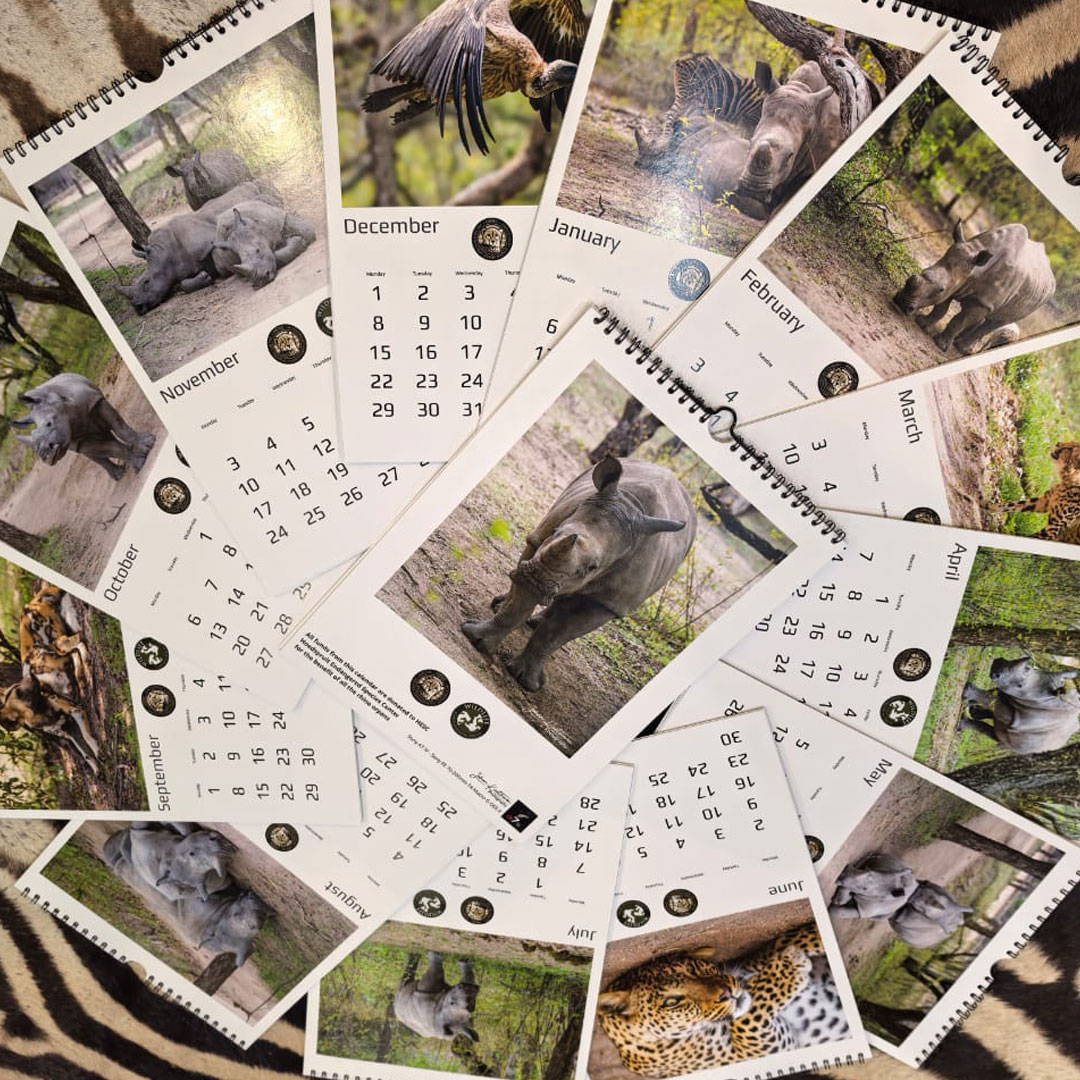 Cheetah_Centre's tweet image. We’ve received our delivery of #LIMITED_EDITION #calendars showing stunning photos of our animals taken by photographer Johan Kaethoven. Proceeds from the sale of these calendars go towards the care of our #animals. Available to purchase from our Curio Shop.