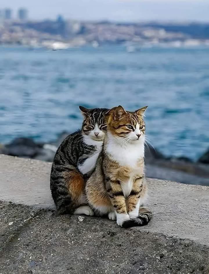 IlayHatun's tweet photo. Hangi duvar sağlam,
Ya yaslanınca, ya yaşlanınca 
anlarsın https://t.co/8NSSrXNDw2
