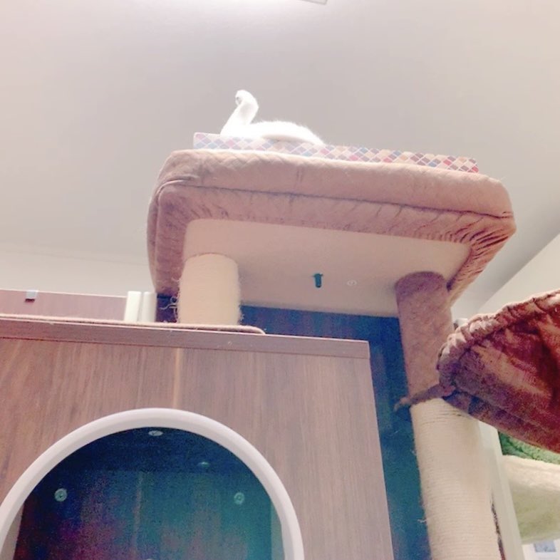 pfirsich_jam's tweet photo. 一発芸「白鳥」 https://t.co/kRtOFVw7PU