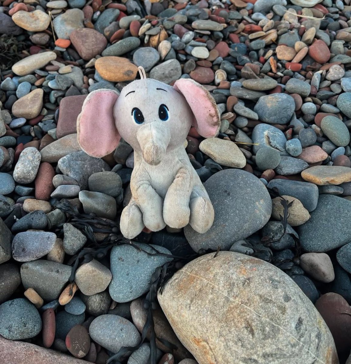 Found this little chap on a beach in Northumberland. Please could you share as someone might be missing him terribly 🥺