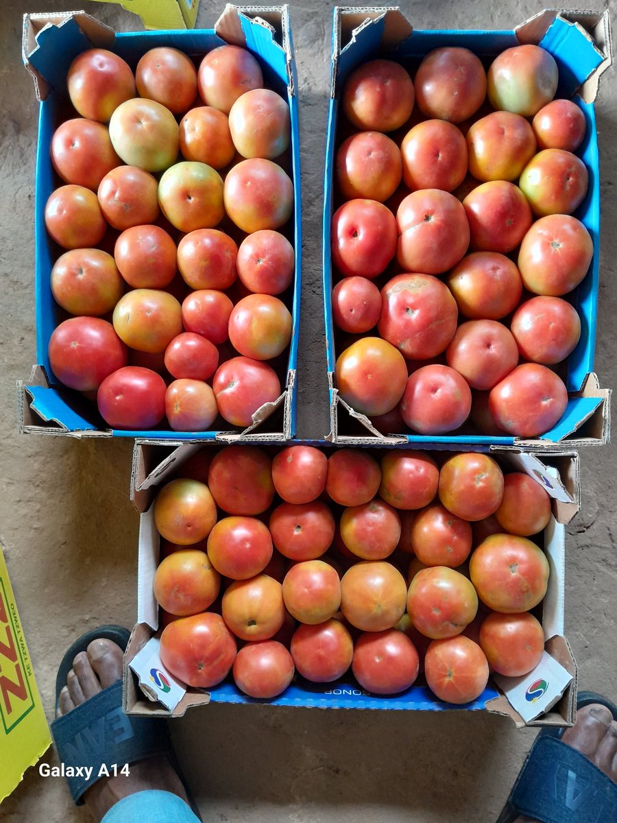 Tomato to the ppl.