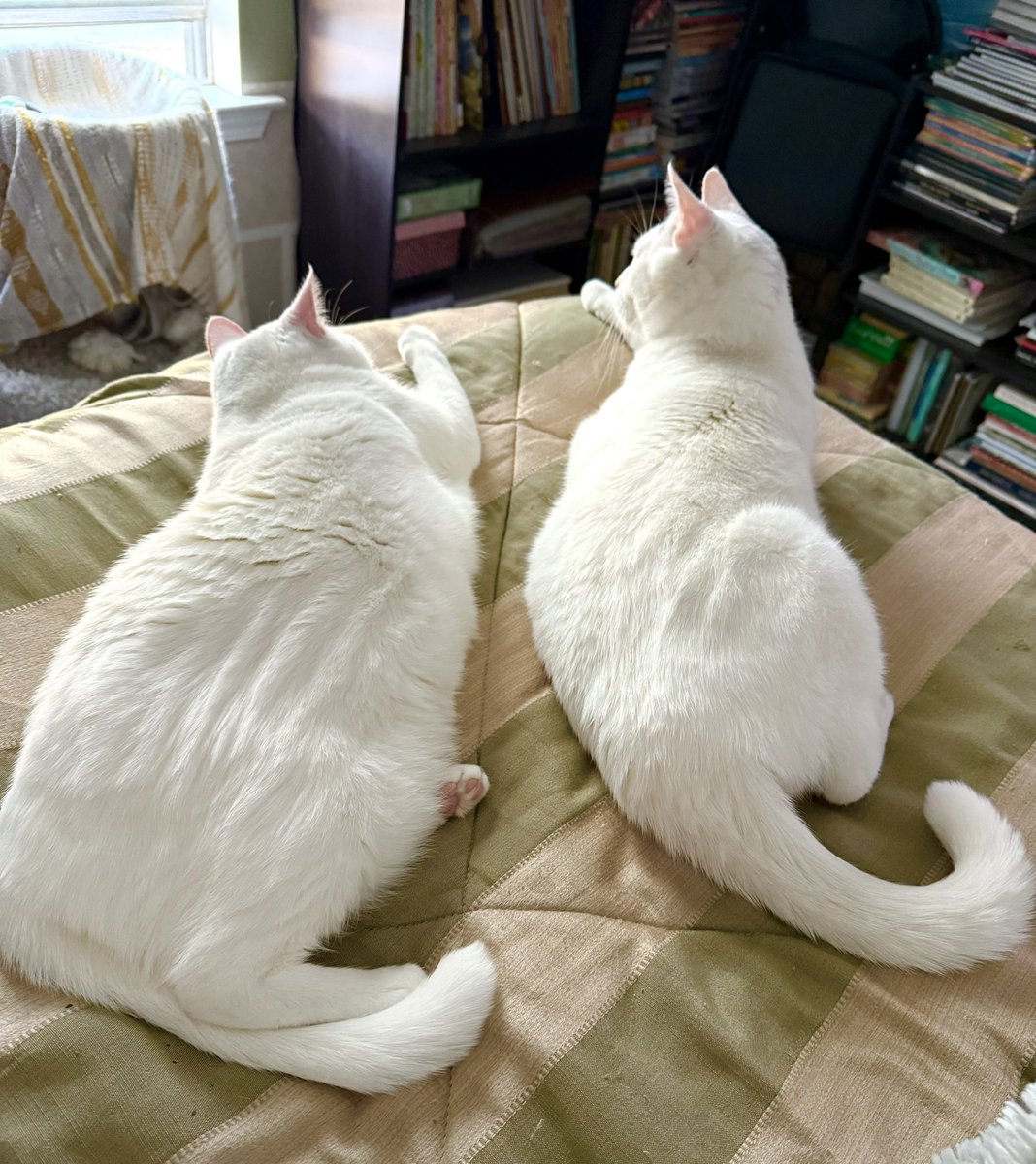 Dede Willingham tweet media