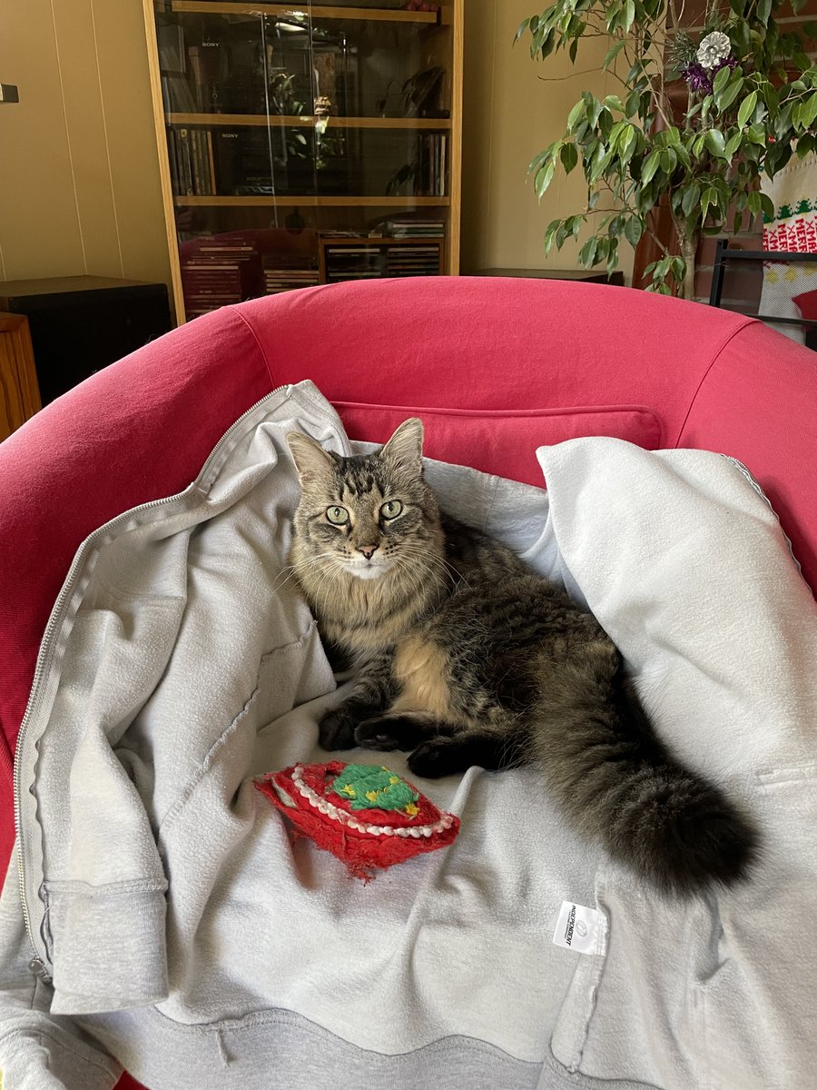🫡 Good morning Survivors! Family is in town today so no stream. Hope everyone has an amazing #Caturday! Here's my buddy Bill to keep you company. He's 17 years old and that pillow has been with him since his first Christmas.