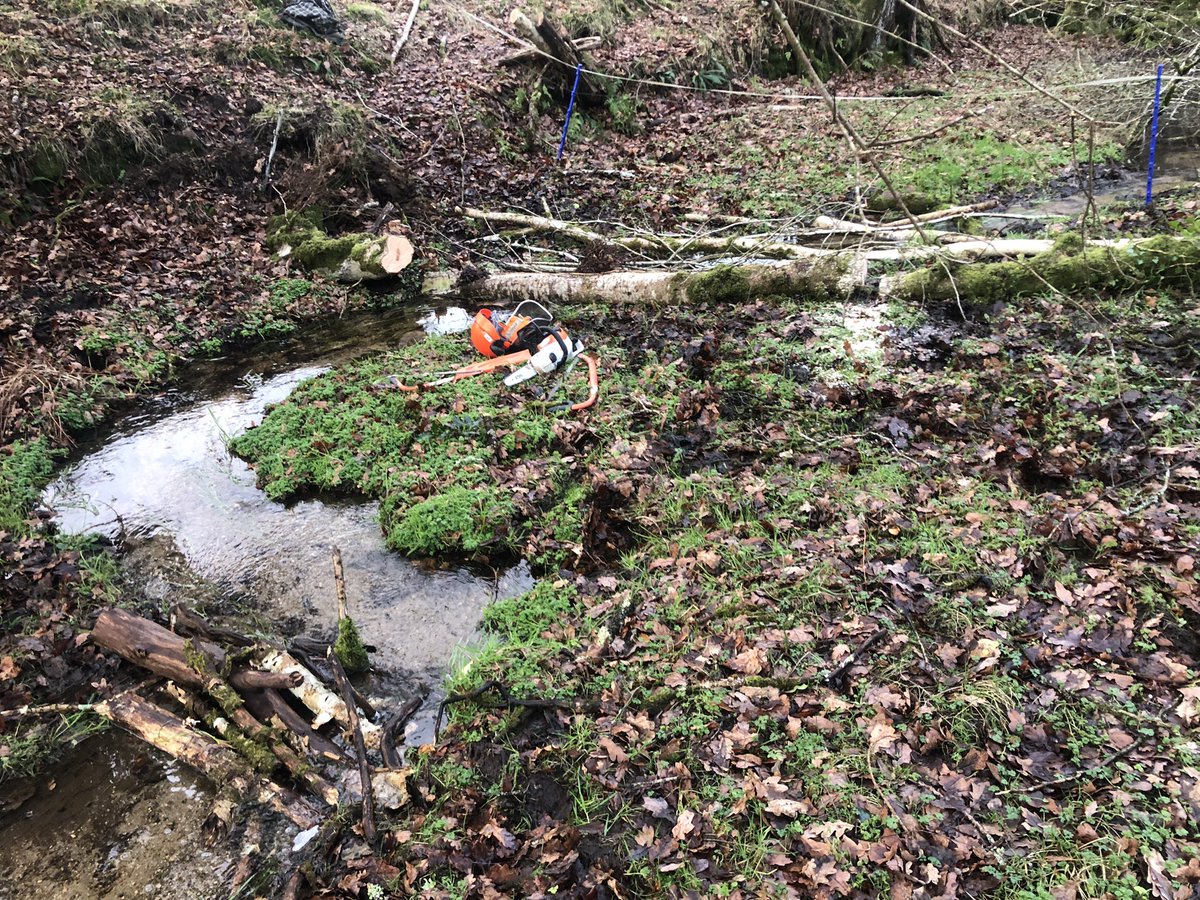 #farmingwithnature
A small thing we did this year that already is paying off.

In jan ‘24 a small tree was blown over and lay suspended over one of our small fast incising streams

So we cut it down and left it laying in the stream bed along with its branches as leaky dams….

⬇️