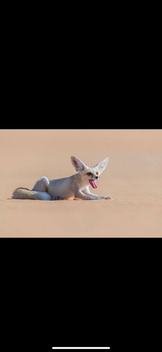 هلكان من البكا والسهر ولعنة الوالدين 
يبكي ليله كله لين اصبح تكفى يابوفهد الله لا يضعفنا 
الرجال تتعب وتسعى عشان تلقالها دعوة طيبة لوالدينها
وانت كلن يلعن والدينك اللي جابوك ياكلب ابن كلب