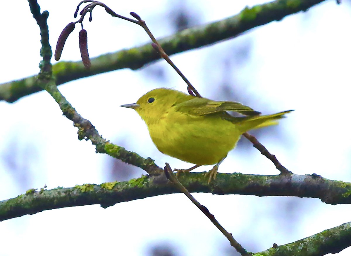 Slightly better photo of the yellow warbler at New Hythe from yesterday. The bird was far more elusive and mobile than previous days.