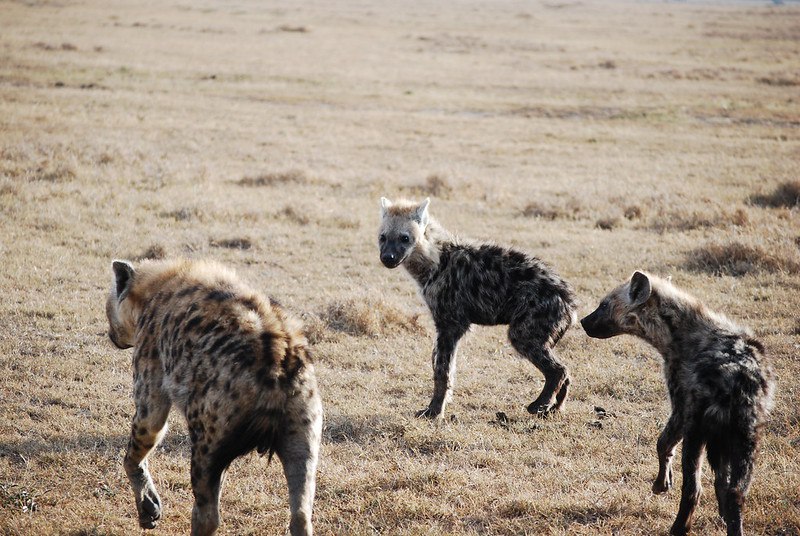 [🔗](api.tinyfox.dev/hourly/Yeens/3…)