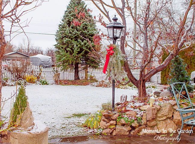 MomentsintheG's tweet photo. Well we didn't quite make a white Christmas but we had a light snowfall last night. #winterwonderland #lightsnowfall #wintergarden #momentsinthegardenphotography https://t.co/cdFK95GhMO