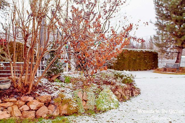 MomentsintheG's tweet photo. Well we didn't quite make a white Christmas but we had a light snowfall last night. #winterwonderland #lightsnowfall #wintergarden #momentsinthegardenphotography https://t.co/cdFK95GhMO