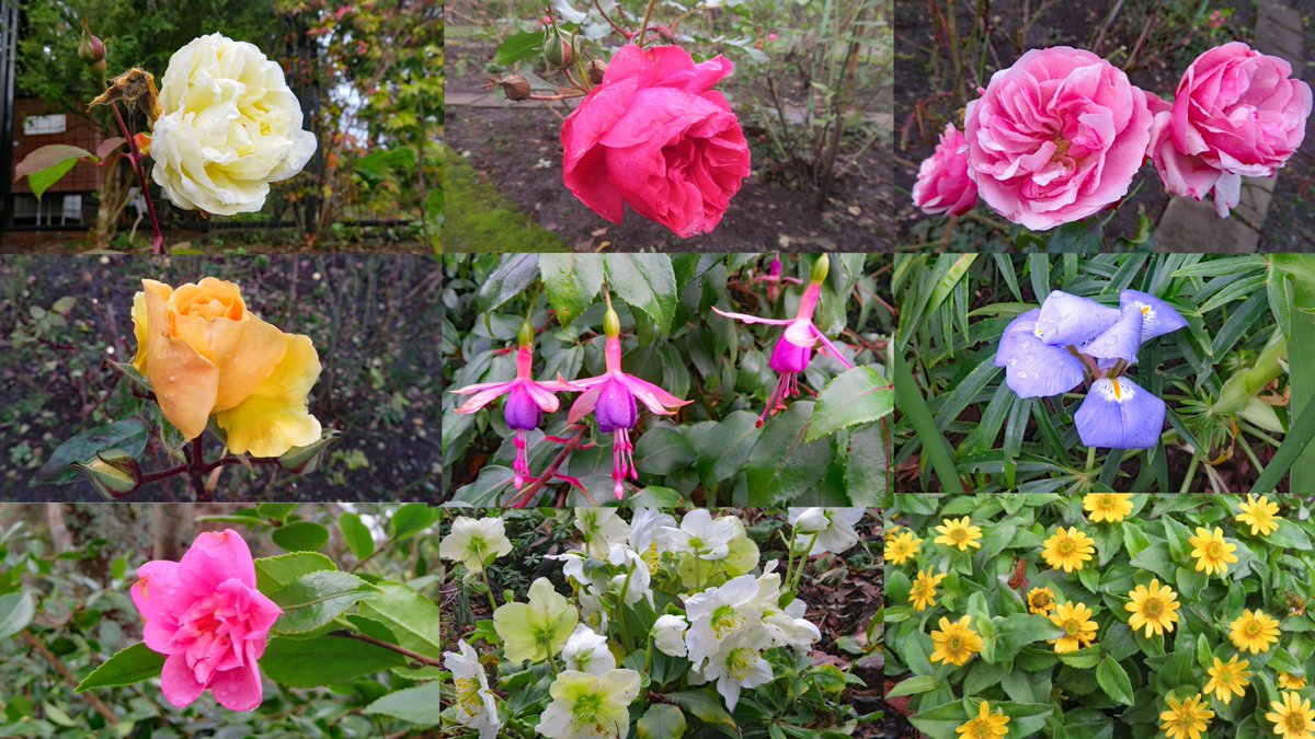 StevenMurray19's tweet image. Some winter blooming flowers around Victoria the past few days. #yyj #Flowers