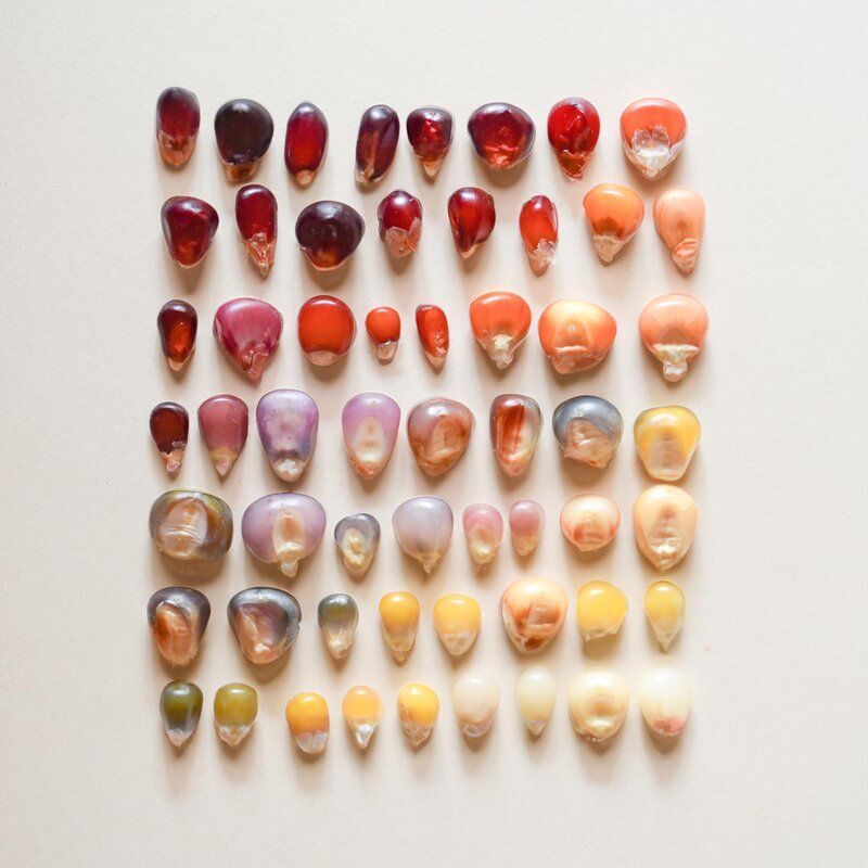 Why biodiversity matters in agriculture and food systems
science.org/doi/full/10.11…
Image Jonas Frei