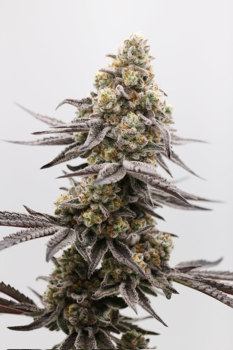 Our veganically grown Cap Junky testing out at 28.9% we were the only organically grown cannabis in the top 3 for high THC in the <a href="/High95Cup/">High 95</a> last year!