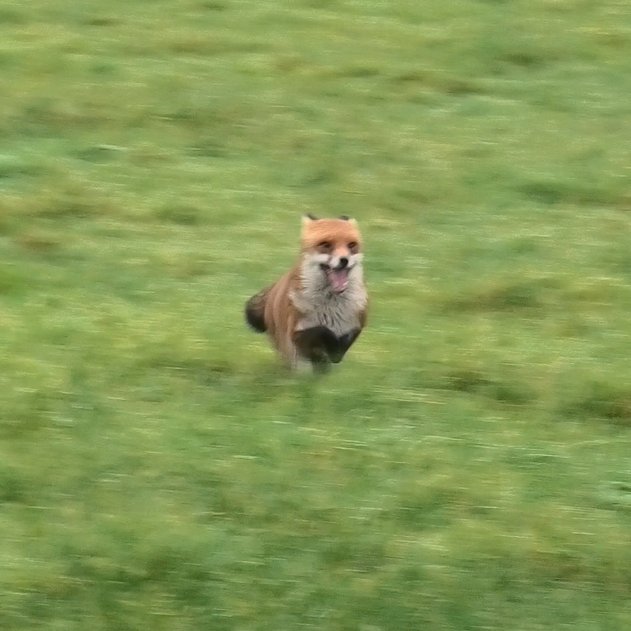 North Dorset Hunt Saboteurs (@ndhuntsabs) on Twitter photo This fox "found" at Hunt Master Tom Riall's farm, was so frightened he ran underneath sabs stood on a stile! Hounds were sent away by sabs but picked up again at Kington Magna Councilor Matt Hoskins' farm and chased the fox over the A30 all the way to Marnhull With <a href="/DorsetMonitor/">Dorset Hunt Monitor</a> This fox "found" at Hunt Master Tom Riall's farm, was so frightened he ran underneath sabs stood on a stile! Hounds were sent away by sabs but picked up again at Kington Magna Councilor Matt Hoskins' farm and chased the fox over the A30 all the way to Marnhull With <a href="/DorsetMonitor/">Dorset Hunt Monitor</a>