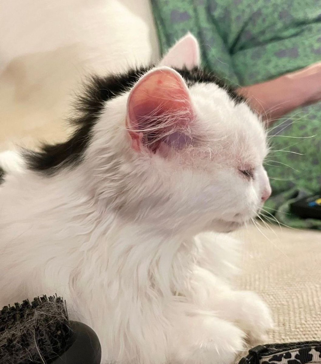 ShouldHaveCat's tweet photo. i just want everyone to see this cat with mullet https://t.co/blRnR8ziXA
