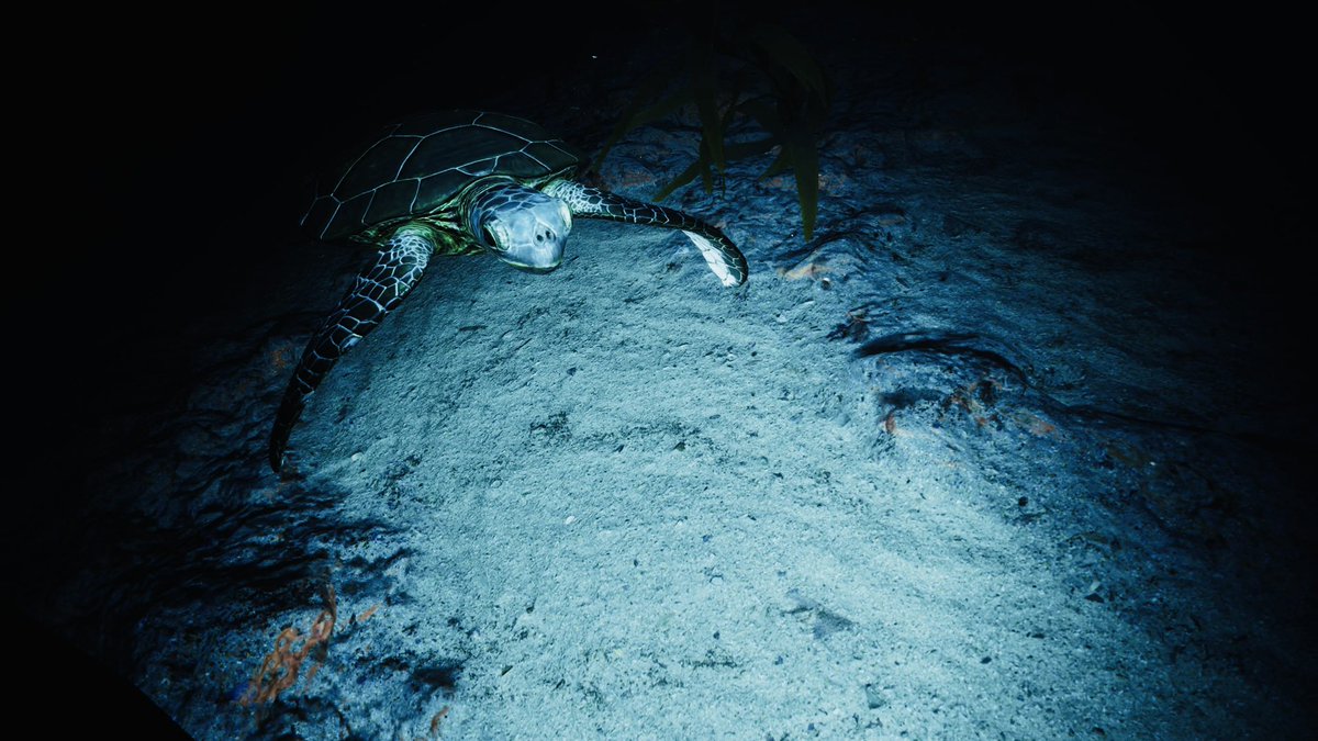 MelodyMae48's tweet image. My goodness. How beautiful is Subside on the PSVR2! Stunning! #psvr2 #subside