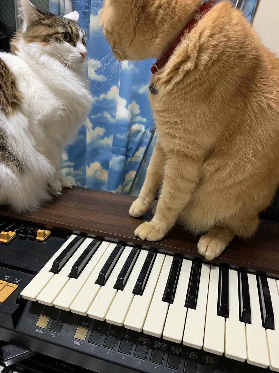 Layla_keyb's tweet image. 熱は薬飲んですぐ治ったものの、やっぱり鼻詰まりからの耳詰まりでリファレンスの音も聴き取れない始末…
むしろ熱の方が助かる！

って去年もこの時期こんな事言ってたような…？
ちょっと早いですが、皆様よいお年を〜！