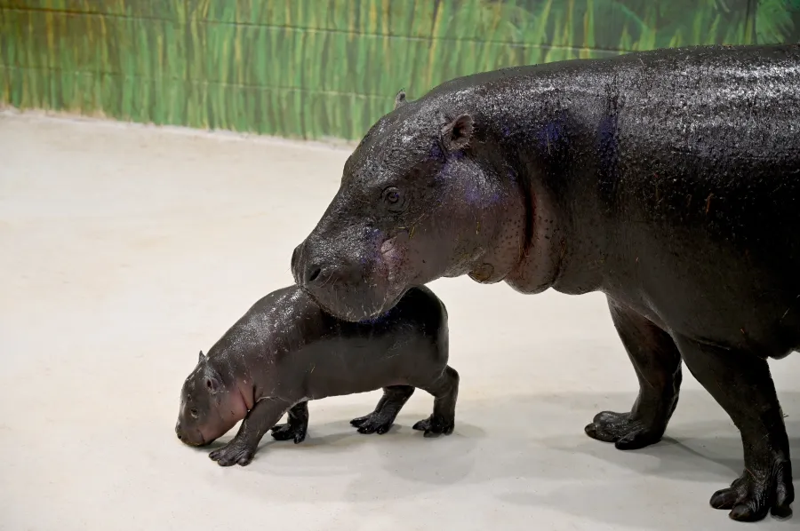 Gm hippo frens.
$IRIS