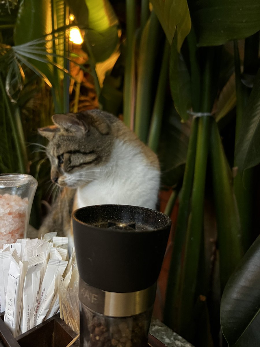 Bu masada senlik bişey yok ama diye açıklama yapılan o kedi