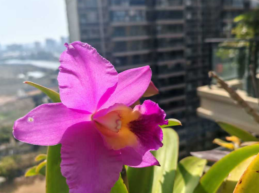 这花开得也太好了吧
