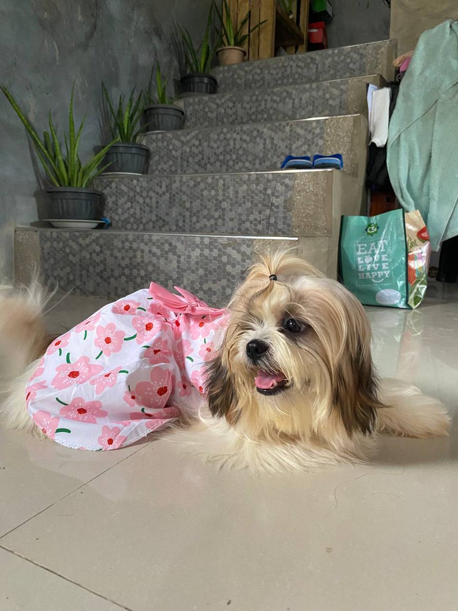 Mikctgs's tweet photo. Peanut- Summer- Chichi https://t.co/9l5R0Z7Su4