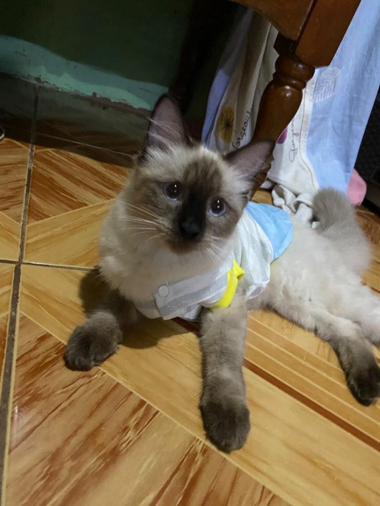 Mikctgs's tweet photo. Peanut- Summer- Chichi https://t.co/9l5R0Z7Su4