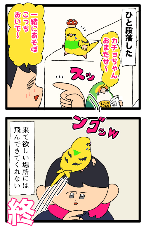 カチョちゃん、飼い主が隙を見せるとどこにでも飛んでくるのに、指に飛んできて欲しい時は来てくれない🙅♀️
2005 #えるポピの絵日記かくところ