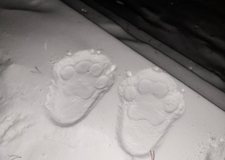 no context furry (@furrynocontext) on Twitter photo 