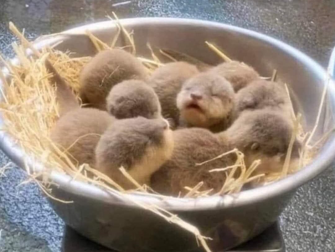 Emma Dolan tweet media