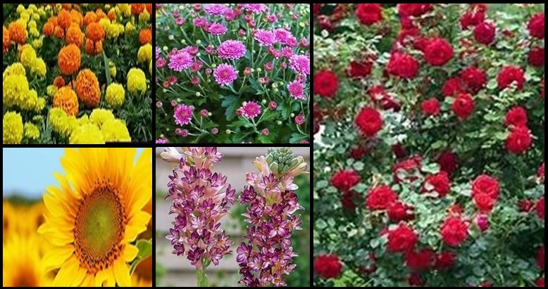 জােটে যদি মোটে একটি পয়সা