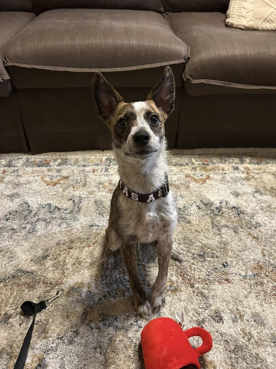 Long Way Home Adoptables tweet media