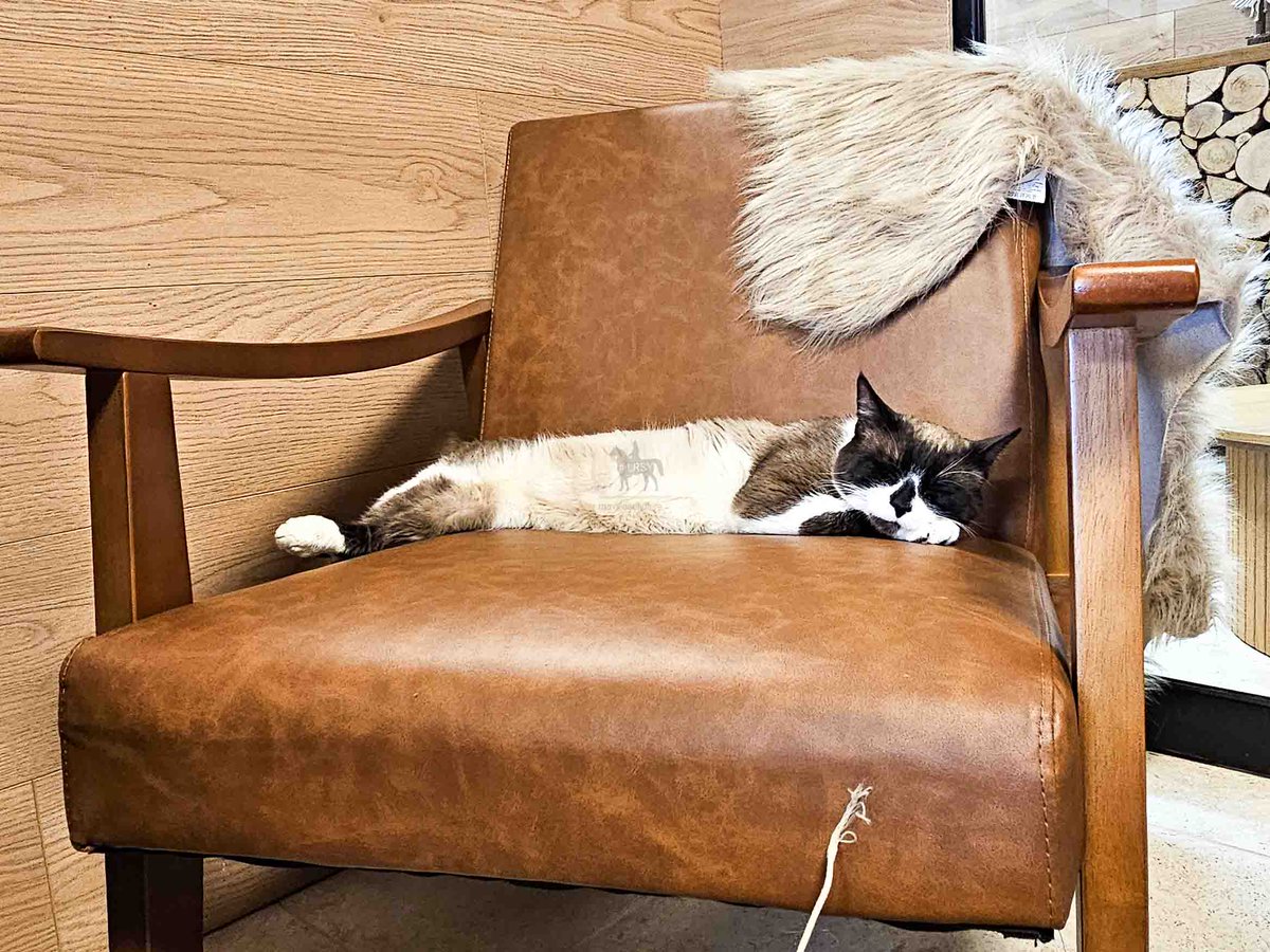 Le Chalet, bar à chats de La Roche-sur-Yon, séduit dès l'ouverture.
#baraachat #larochesuryon #adoptionchat #detente #vendeelovers
mavillesolidaire.fr/actualite/post…