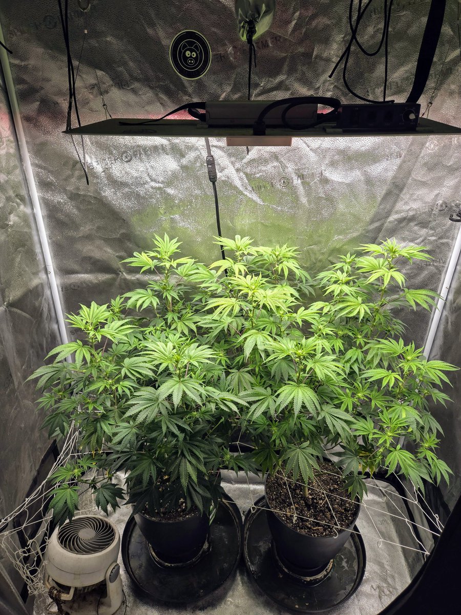 Terptomaniac by @lrishjake 14 of flower doing great. And I can't wait to see how they continue to bloom out these next few weeks into flower. So stay tuned 🖖🏿✌🏿#homegrower #cannabis #weedlife #spiderfarmer #smallbatchgrower
